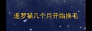暹罗猫几个月开始换毛