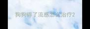 狗狗得了流感怎么治疗