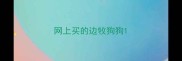 网上买的边牧狗狗