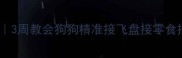 金毛接物训练全攻略3周教会狗狗精准接飞盘接零食接玩具附错误示范