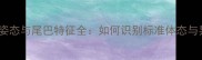 边牧走路姿态与尾巴特征全如何识别标准体态与异常行为