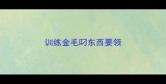 训练金毛叼东西要领