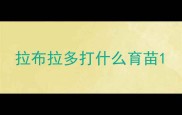 拉布拉多打什么育苗