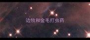 边牧和金毛打虫药