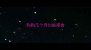 狗狗几个月训练拒食