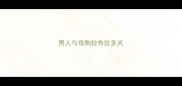 男人与母狗拉布拉多犬