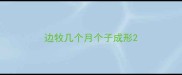 边牧几个月个子成形