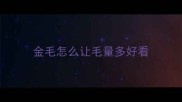 金毛怎么让毛量多好看