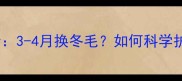 金毛犬换毛期全3-4月换冬毛如何科学护理减少困扰