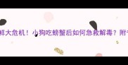 宠物误食海鲜大危机小狗吃螃蟹后如何急救解毒附专业处理指南