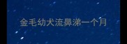 金毛幼犬流鼻涕一个月
