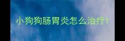 小狗狗肠胃炎怎么治疗