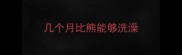 几个月比熊能够洗澡