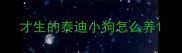 才生的泰迪小狗怎么养
