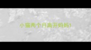小猫两个月离开妈妈