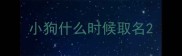 小狗什么时候取名