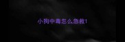 小狗中毒怎么急救