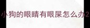 小狗的眼睛有眼屎怎么办