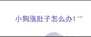 小狗涨肚子怎么办