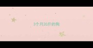 3个月20斤的狗