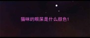 猫咪的眼屎是什么颜色