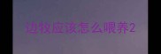 边牧应该怎么喂养