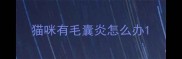 猫咪有毛囊炎怎么办