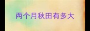 两个月秋田有多大