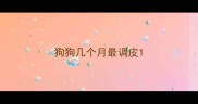 狗狗几个月最调皮