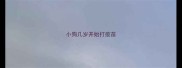 小狗几岁开始打疫苗