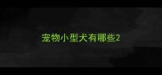 宠物小型犬有哪些