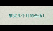猫买几个月的合适