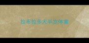 拉布拉多犬半岁体重
