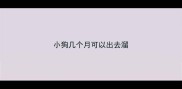小狗几个月可以出去溜