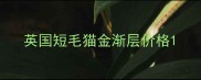 英国短毛猫金渐层价格