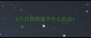 6个月狗狗属于什么阶段