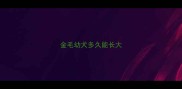 金毛幼犬多久能长大
