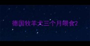 德国牧羊犬三个月喂食