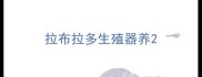 拉布拉多生殖器养