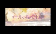 3个月小猫吃什么