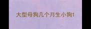 大型母狗几个月生小狗