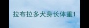 拉布拉多犬身长体重