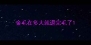 金毛在多大就退完毛了