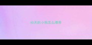 40天的小狗怎么喂养