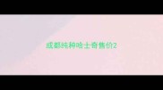 成都纯种哈士奇售价