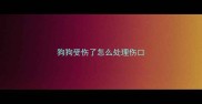狗狗受伤了怎么处理伤口