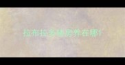 拉布拉多楼房养在哪