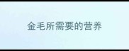 金毛所需要的营养