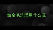 给金毛洗澡用什么洗