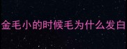 金毛小的时候毛为什么发白